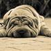 a tired, wrinkly dog